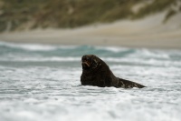 Lachtan novozelandsky - Phocarctos hookeri - New Zealand sea lion - whakahao 8831